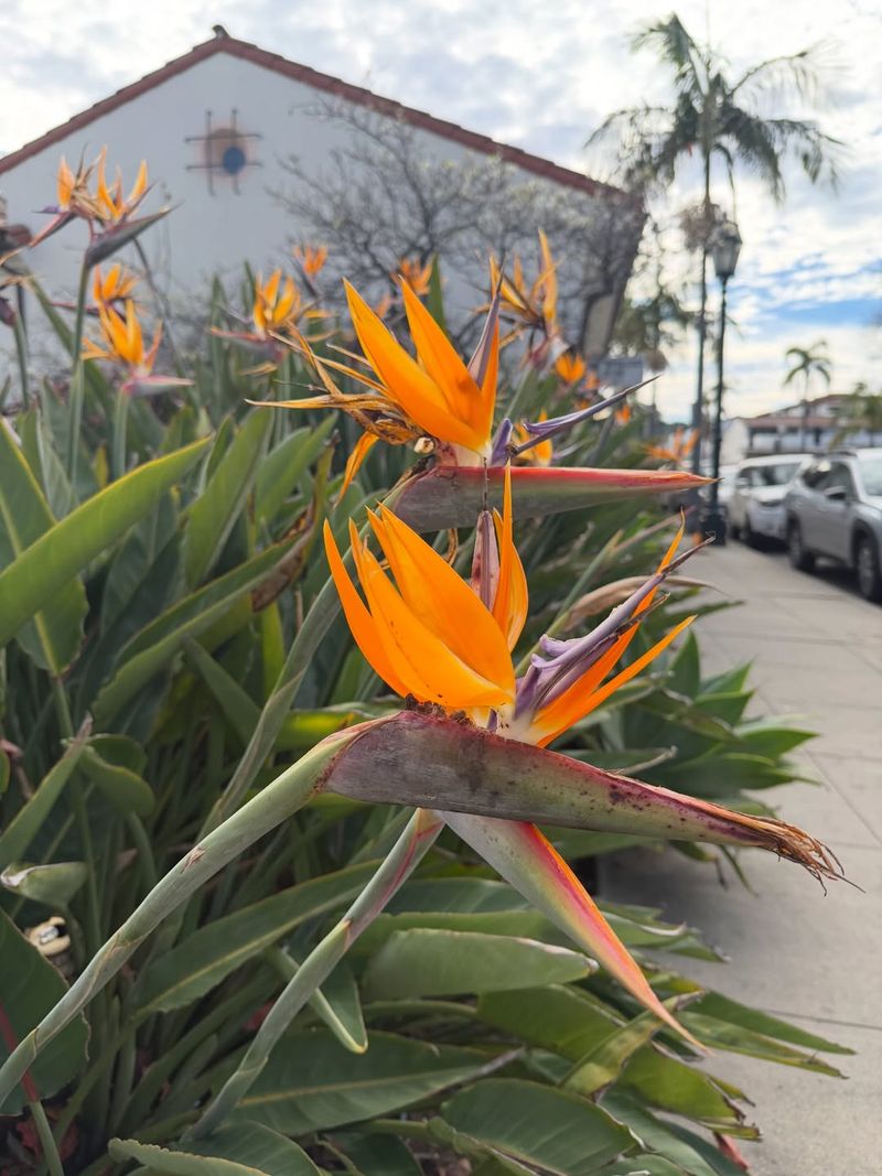 Best Pruning Practices In California