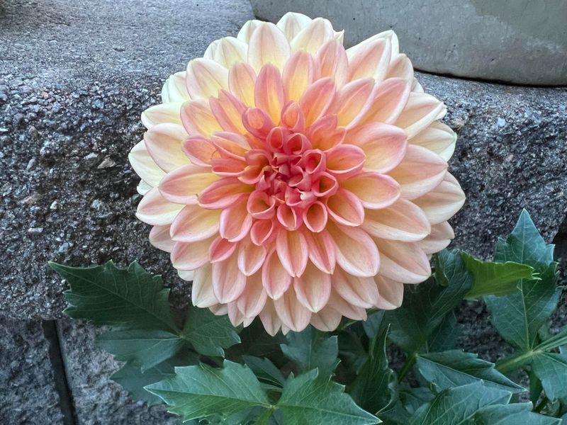 How Often To Deadhead