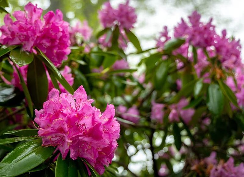 Rhododendron