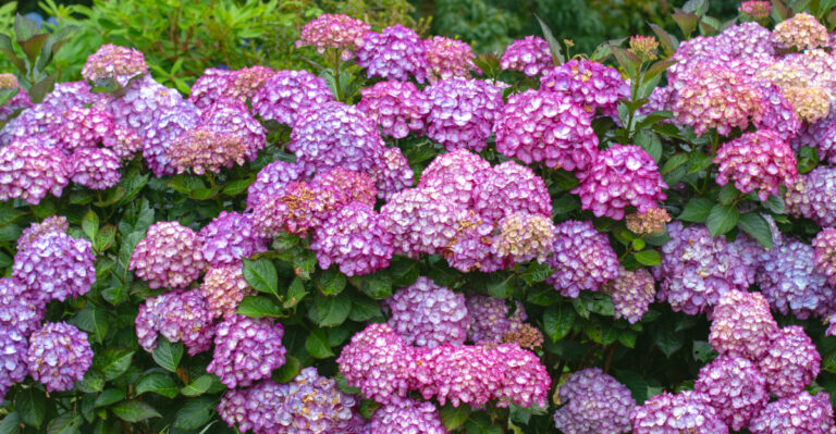 bigleaf hydrangea