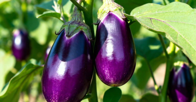 eggplants
