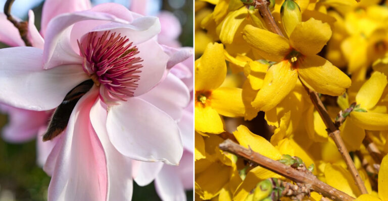 magnolia and forsythia