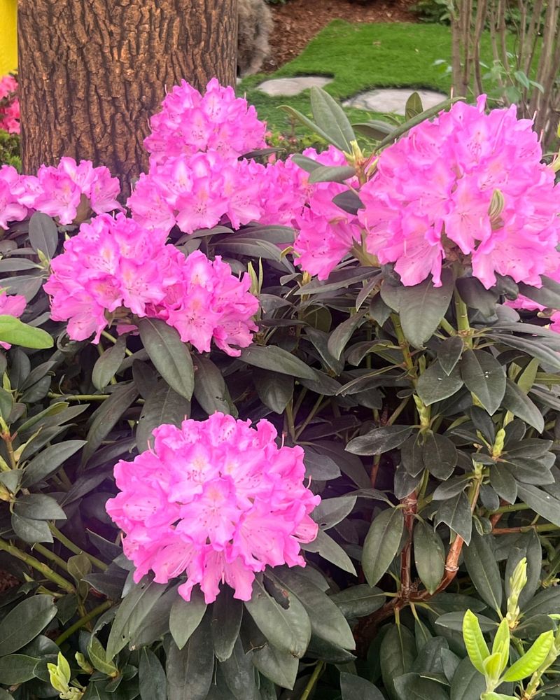 Rhododendrons