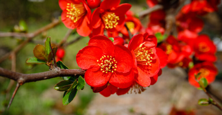 japanese quince