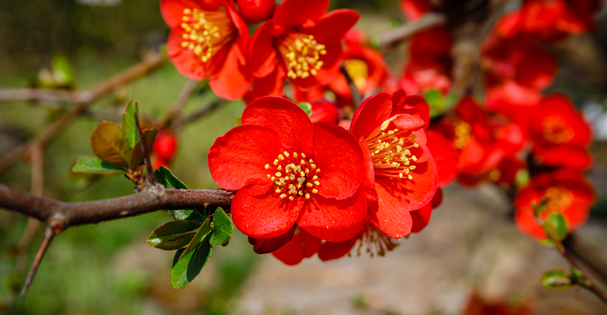japanese quince
