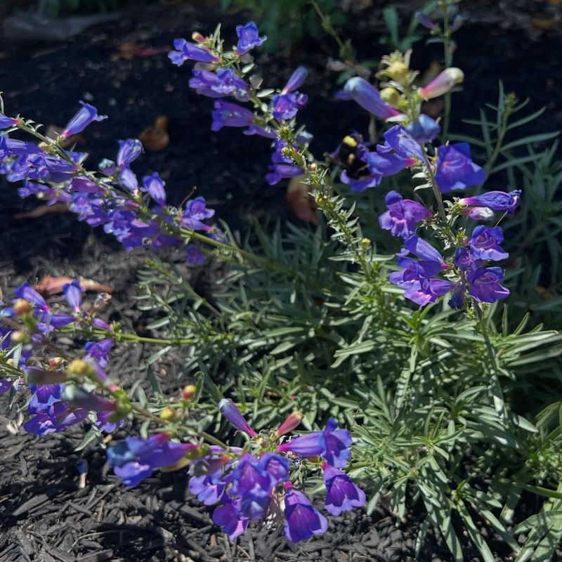 Foothill Penstemon