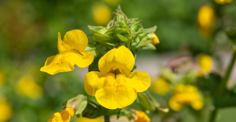 monkeyflower