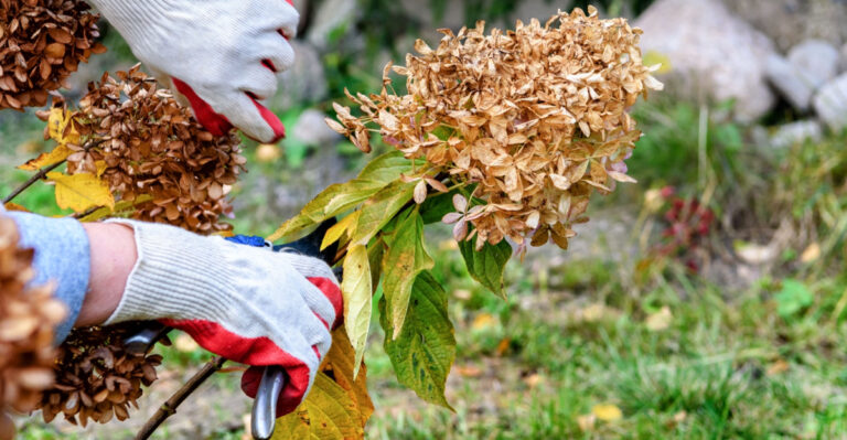 Dormant Or Winter-Damaged? A Michigan Gardener’s Quick Plant Check