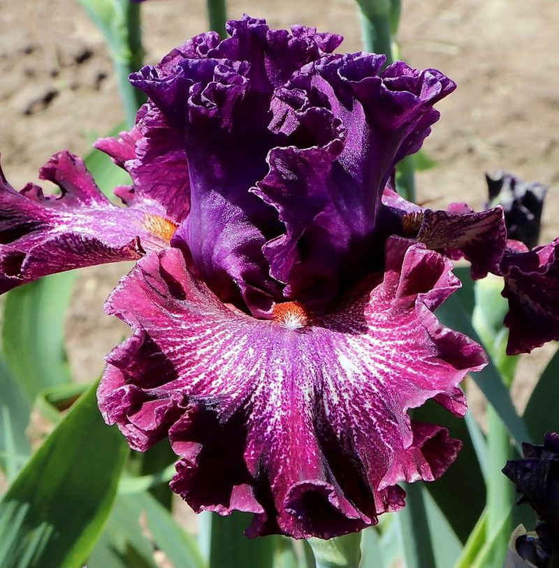 Oregon Iris