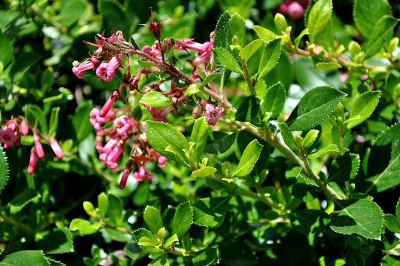 Escallonia Works Well In Coastal Conditions