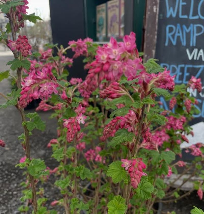 Red-Flowering Currant