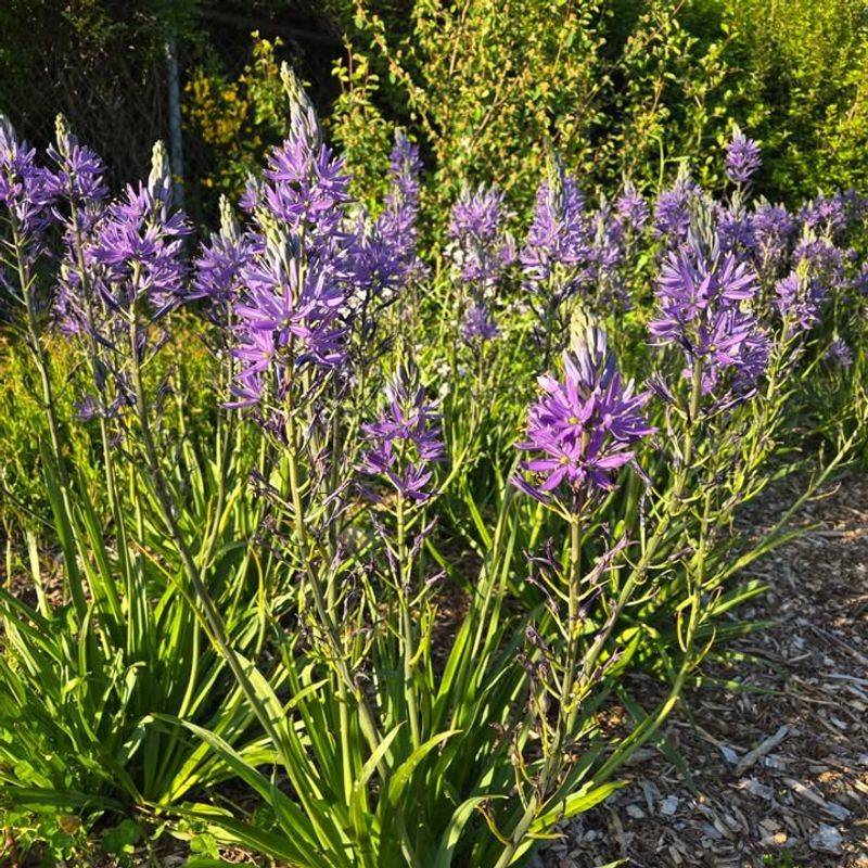 Blue Camas