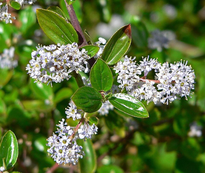 Douglas' Ceanothus Provides Early Flowers And Pollinator Support