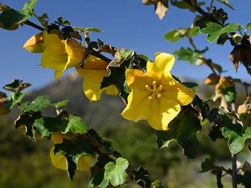 Fremontodendron Shows Bright Blooms And Long-Tongued Bee Access