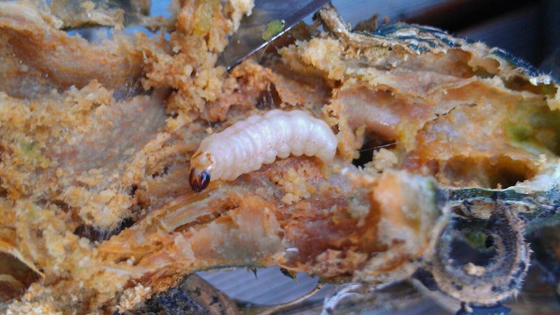 Squash Vine Borers Are A Major Problem In North Carolina