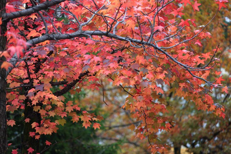 Florida Maple Brings Reliable Fall Color To Georgia Landscapes