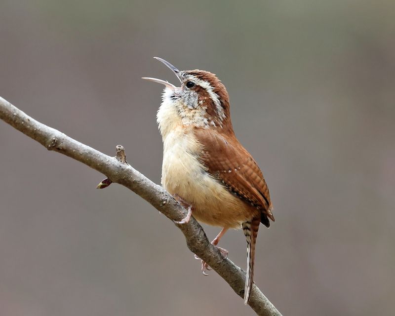 Carolina Wren (Thryothorus Ludovicianus)