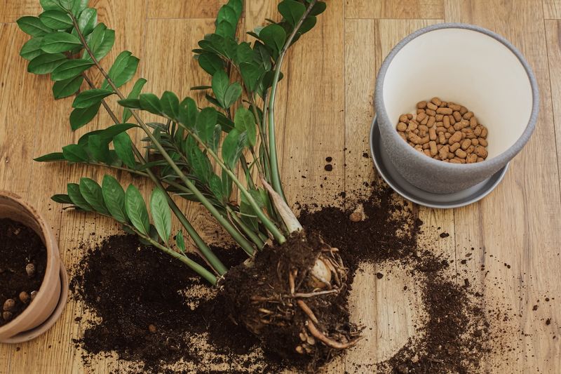 ZZ Plant (Zamioculcas Zamiifolia)