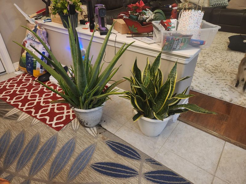 Aloe Vera (Aloe vera)