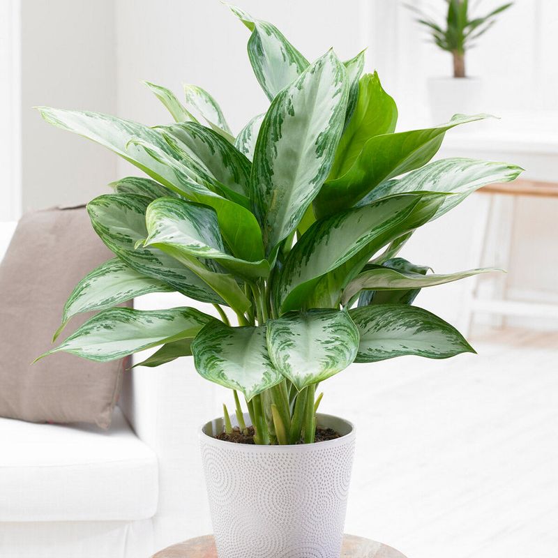 Chinese Evergreen Stays Hardy And Colorful