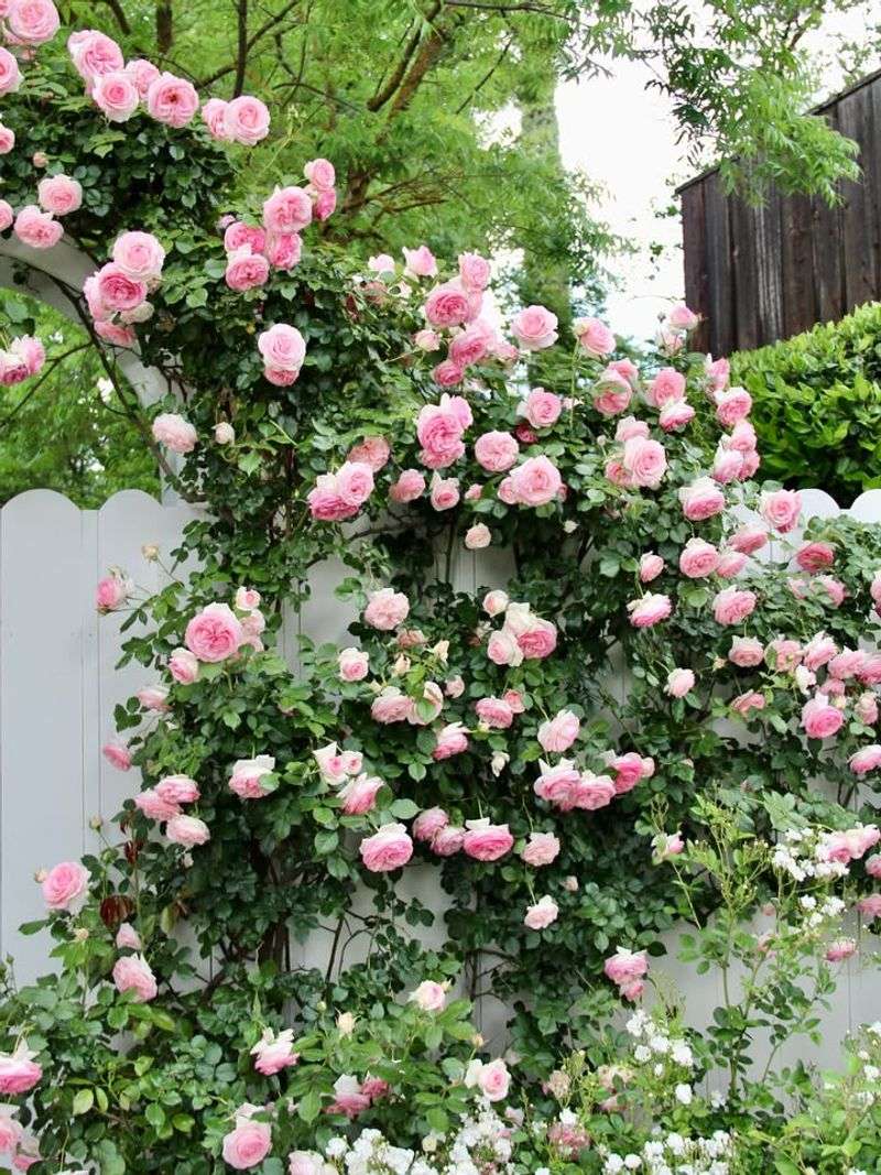 New Dawn Climbing Rose Reaching New Heights