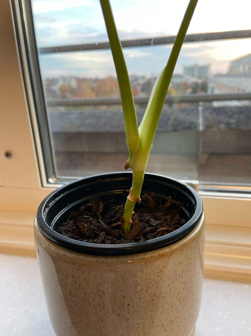 Slowed Or Stunted Growth