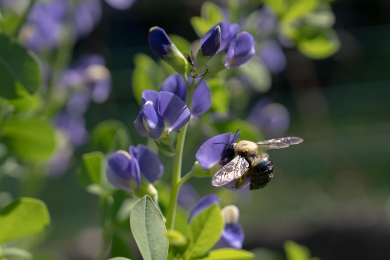 Attracts Pollinators While Supporting Overall Garden Health