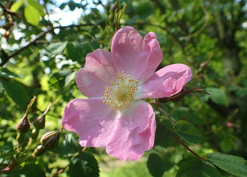 Oregon Gardeners Are Choosing Plants That Belong Here