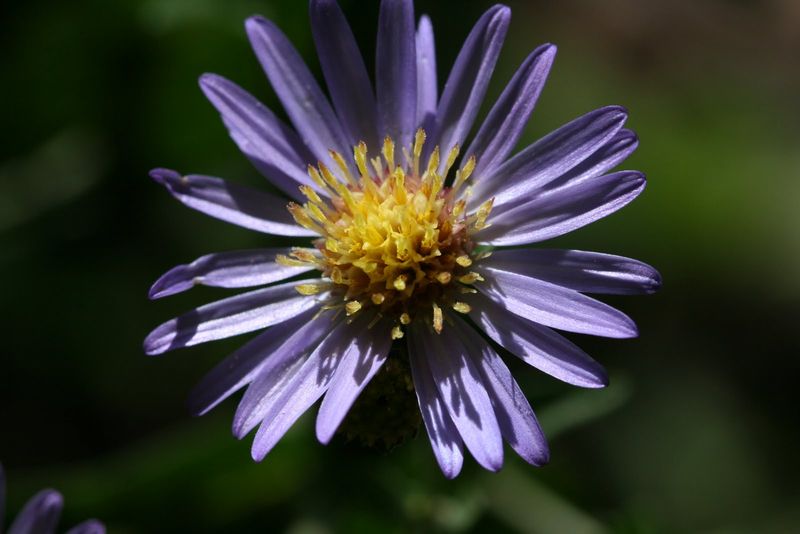 Asters Provide Late-Season Nectar Before Frost