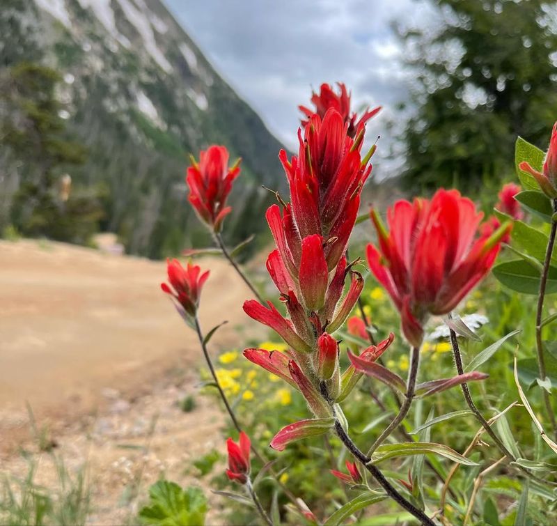 Indian Paintbrush Turning Prairies Fiery Red