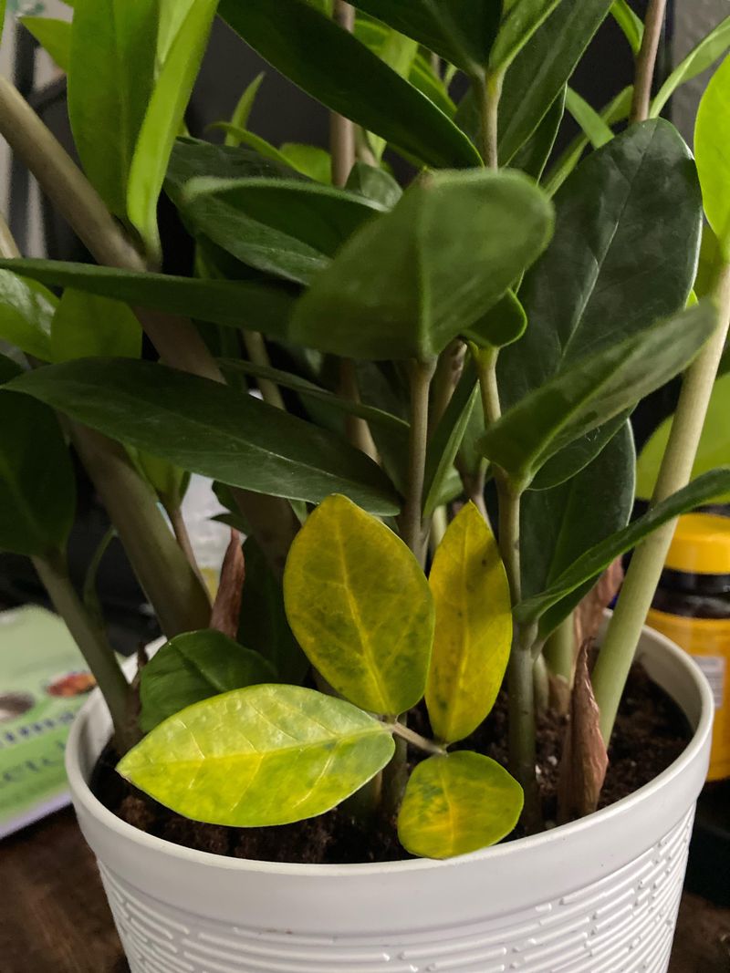 Too Much Water Is The Most Common Problem Indoors