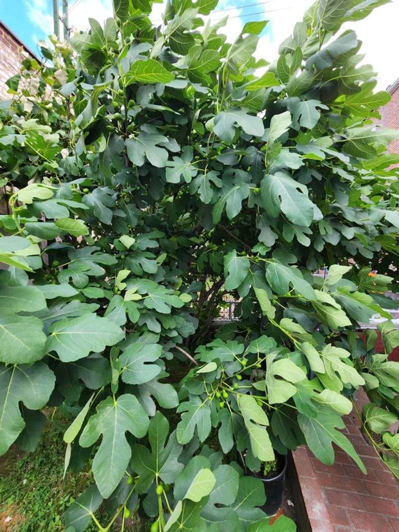Crowded Branches Can Block Light Where Figs Need It