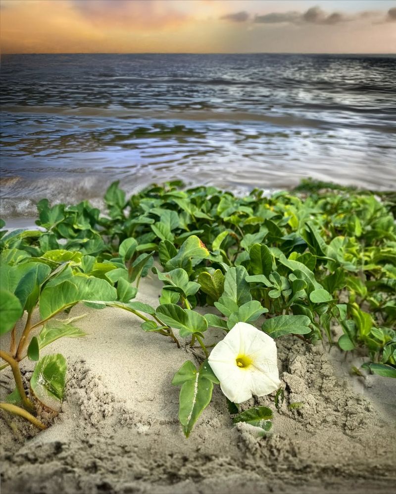 Beach Morning Glory