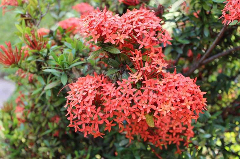 Ixora Can Be Lightly Shaped Before Active Growth Begins