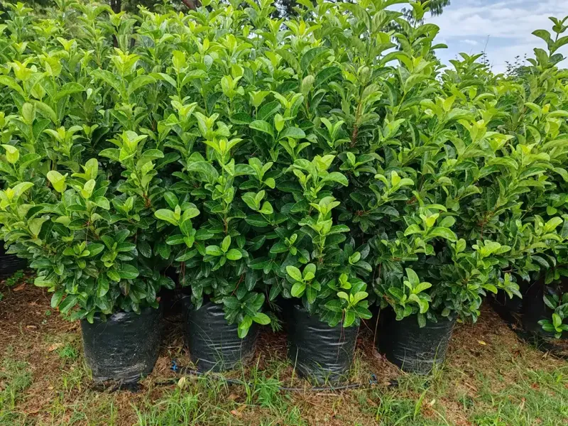 Viburnum Becomes A Hedge You Keep Chasing