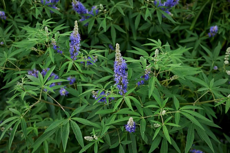 Vitex (Chaste Tree)