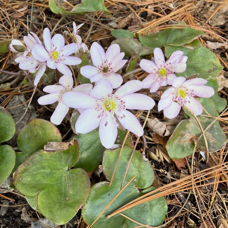 Hepatica
