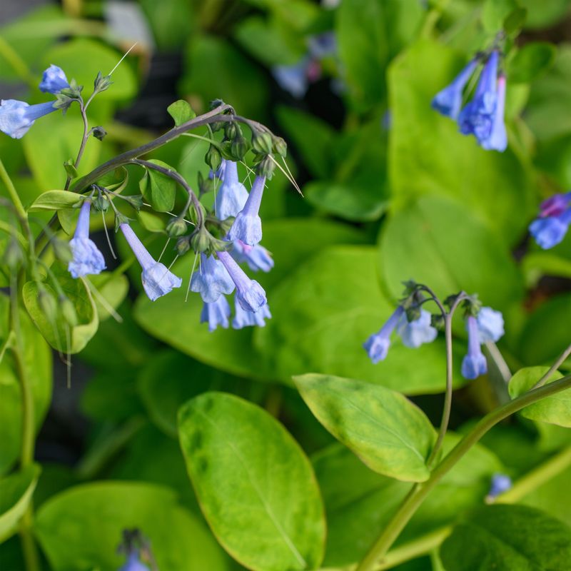 Virginia Bluebells (Mertensia Virginica)
