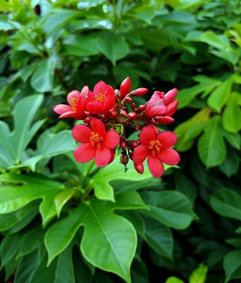 Jatropha Keeps Blooming Without Looking Like A Constant Chore