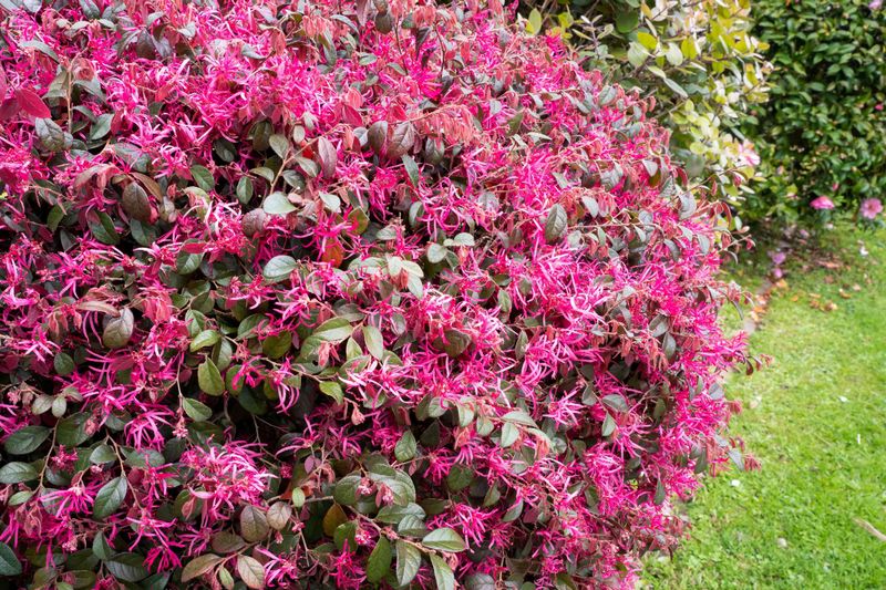 Loropetalum (Loropetalum Chinense)