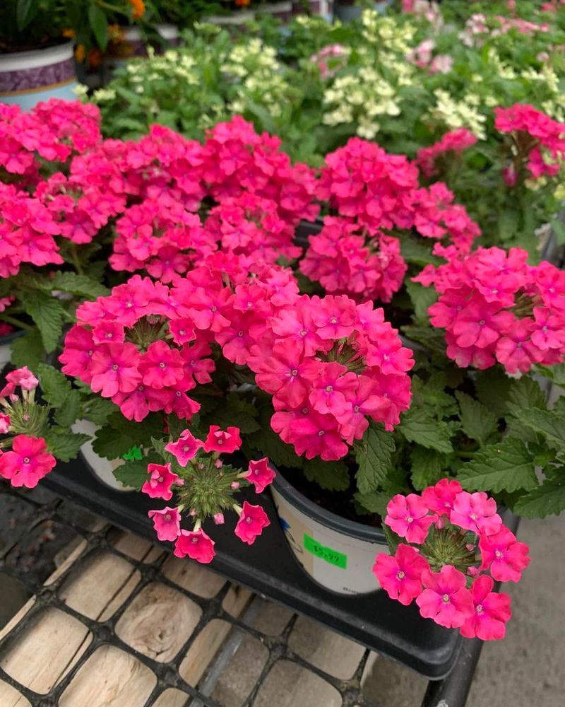 Bougainvillea (Compact Varieties)