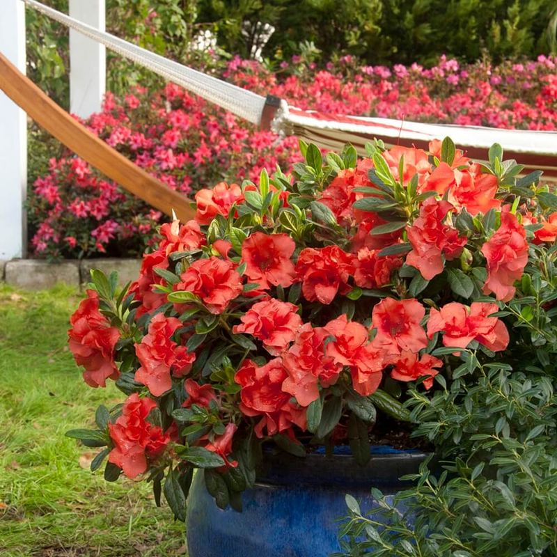 Azaleas Offer Reliable Seasonal Color