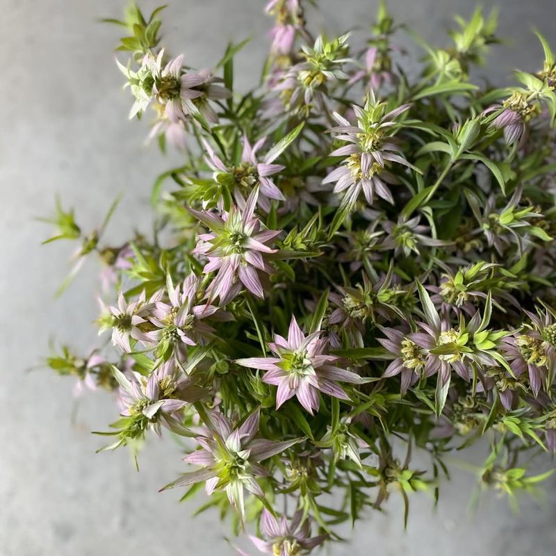 Spotted Beebalm Stays Manageable And Performs Well In Containers