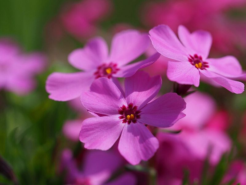 Creeping Phlox Spreads Cascading Color Along Container Edges