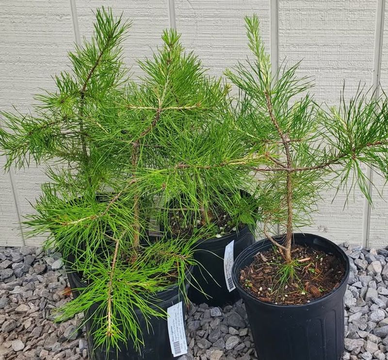 Dwarf Virginia Pine
