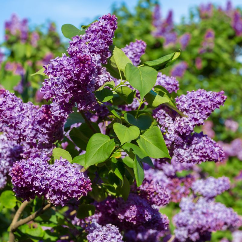 Common Lilac Still Owns Spring With Its Classic Fragrance