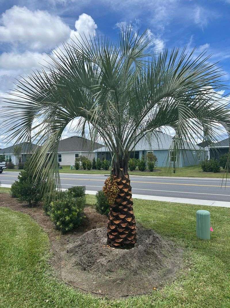 Pindo Palm