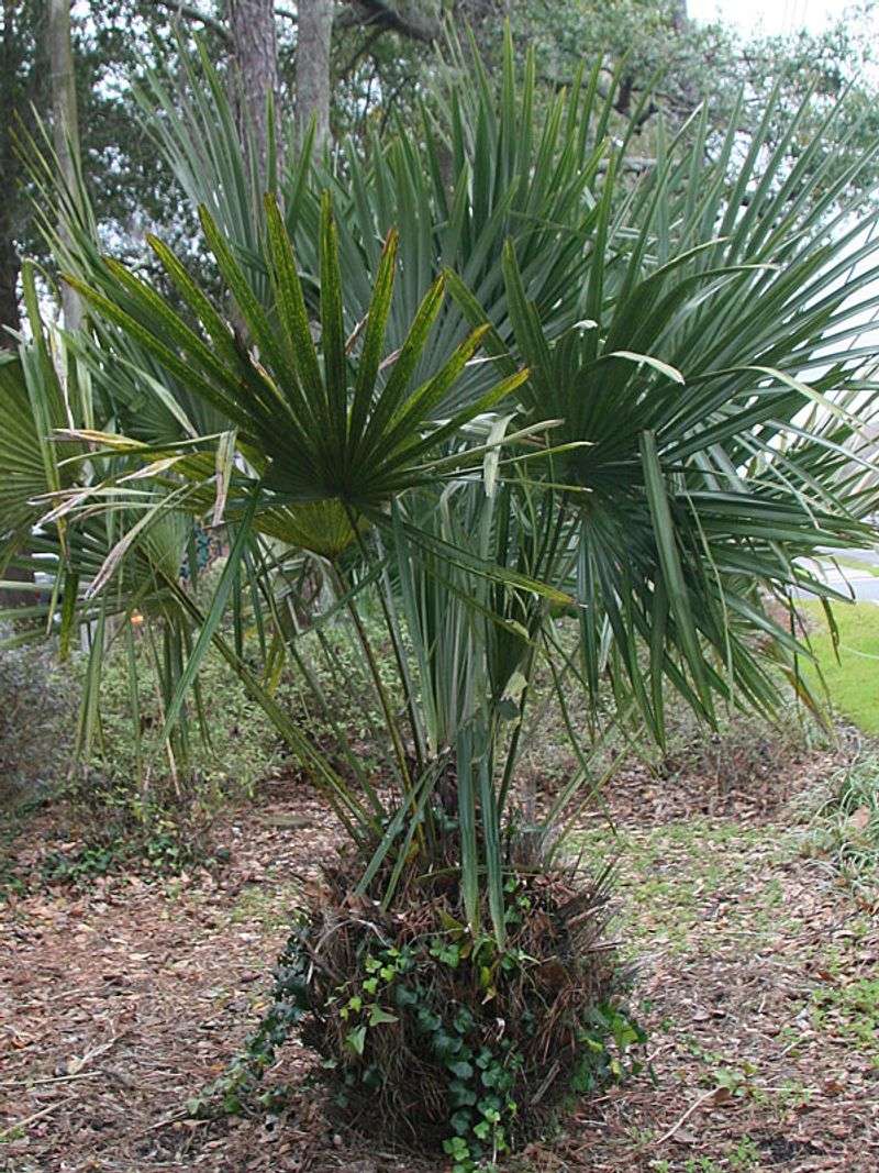 Needle Palm (Rhapidophyllum Hystrix)