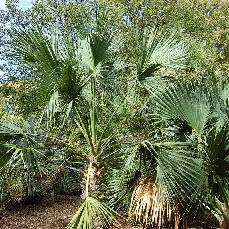 Sabal Palm Provides Tall Privacy When Planted In Groups