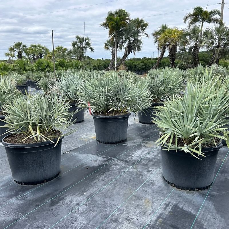 Silver Saw Palmetto With Stunning Silvery Fronds